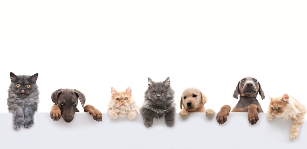 Sustainable Pets 1