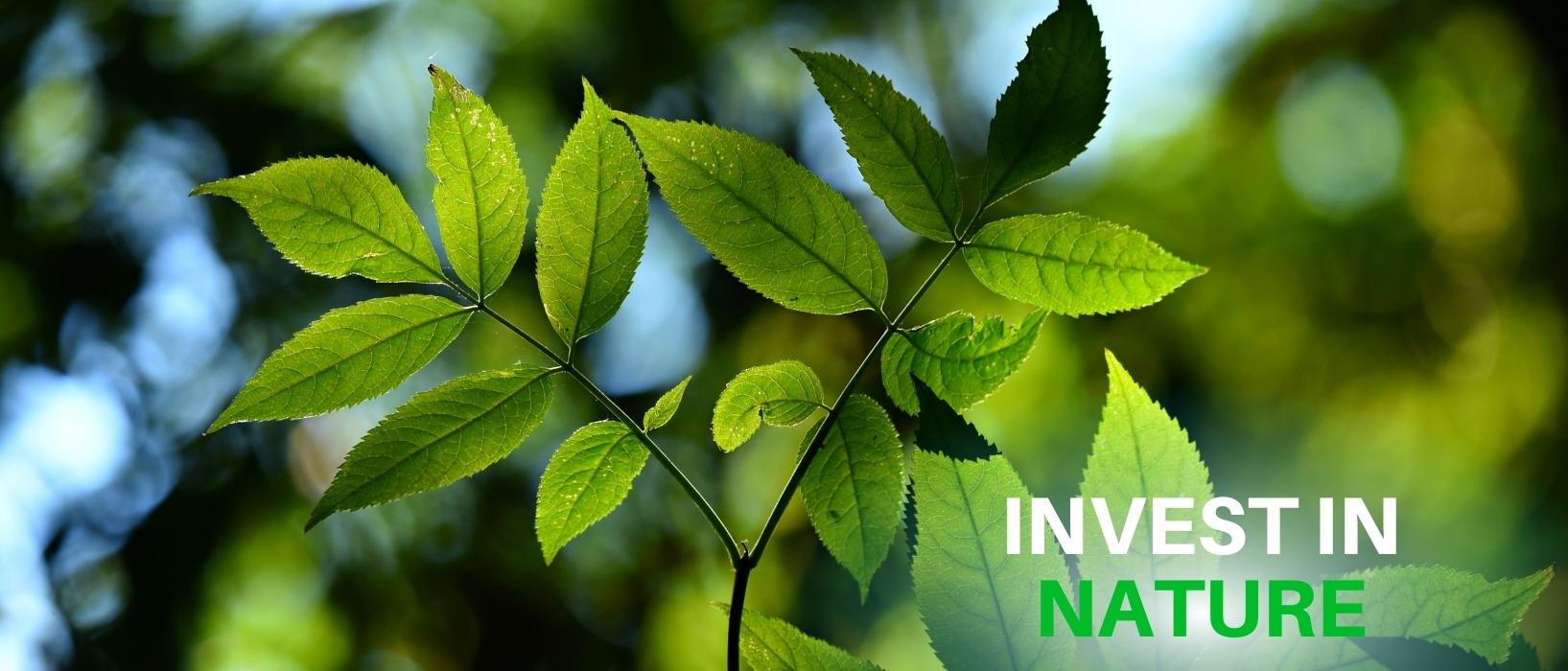 invest in nature written over leaves