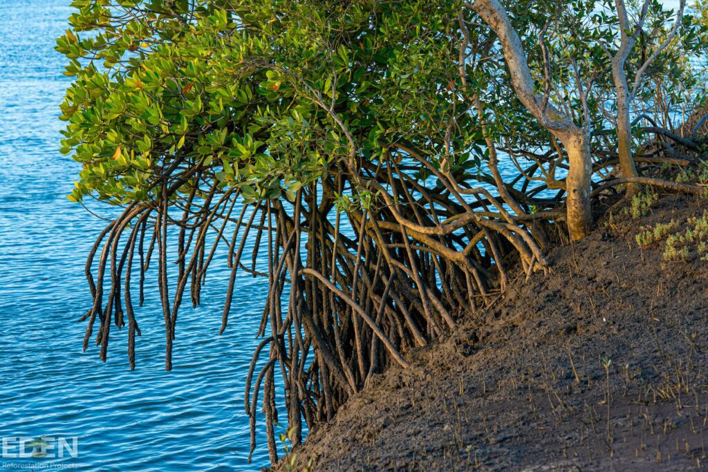 mangrove tree on edge of water