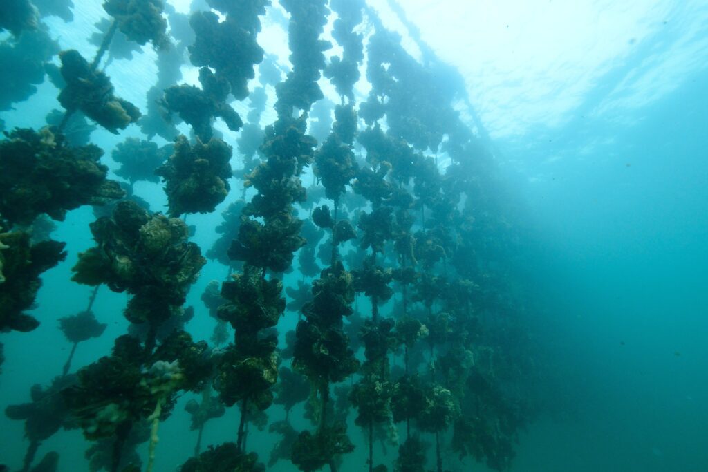 rows of oyster clusters in oyster farm underwater perspective