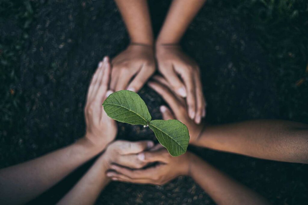 Tree planting 6