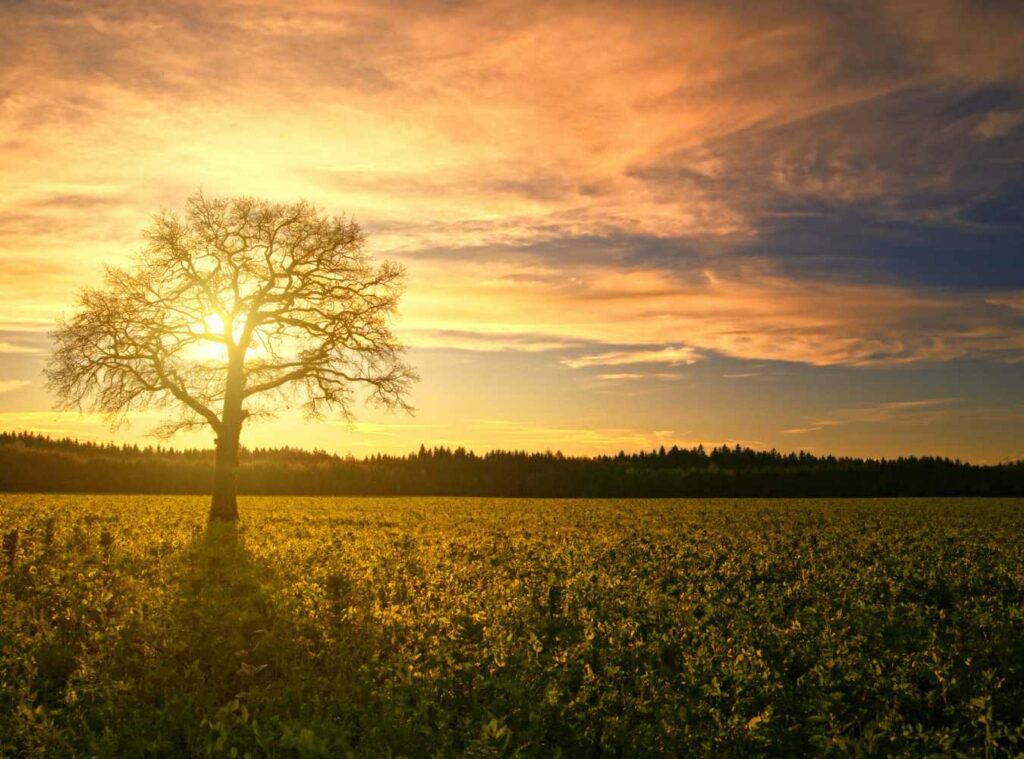 Tree in sunset