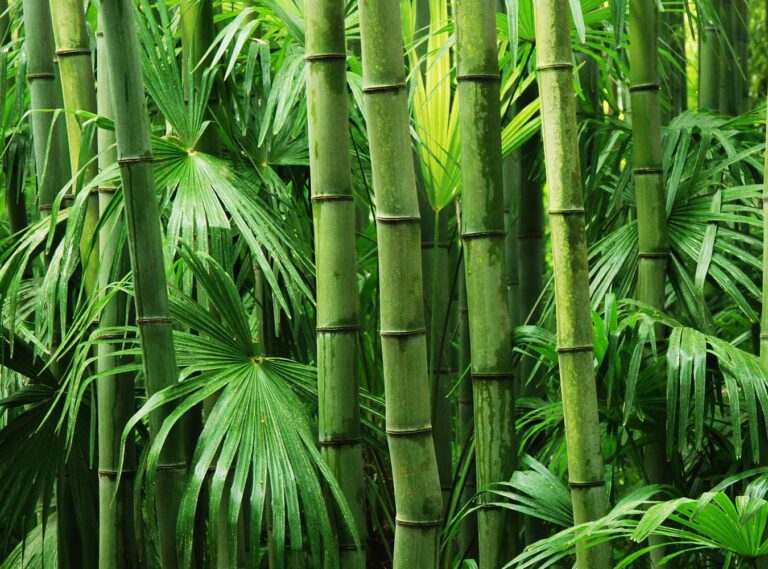 Bamboo is a sustainable crop