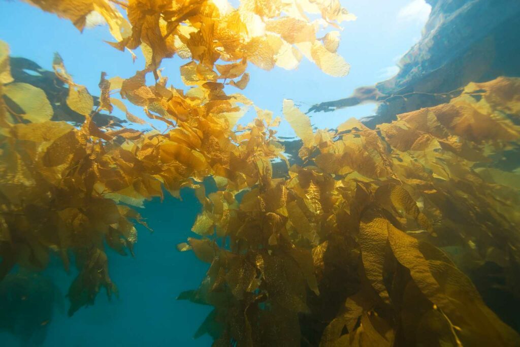 Brilliant Eco News - Seaweed could be a key tool in removing carbon dioxide from the atmosphere