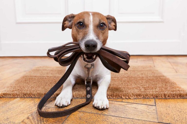 Walk your dog sustainably - Dog leads can have a negative impact on the environment