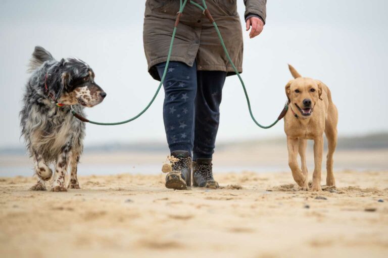 Walk your dog sustainably - Tangle leads are made from recovered 'ghost nets' and protect the oceans
