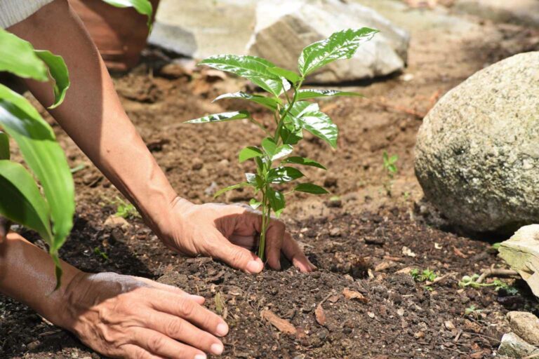 Earth Day - Planting trees is a great way to celebrate earth month