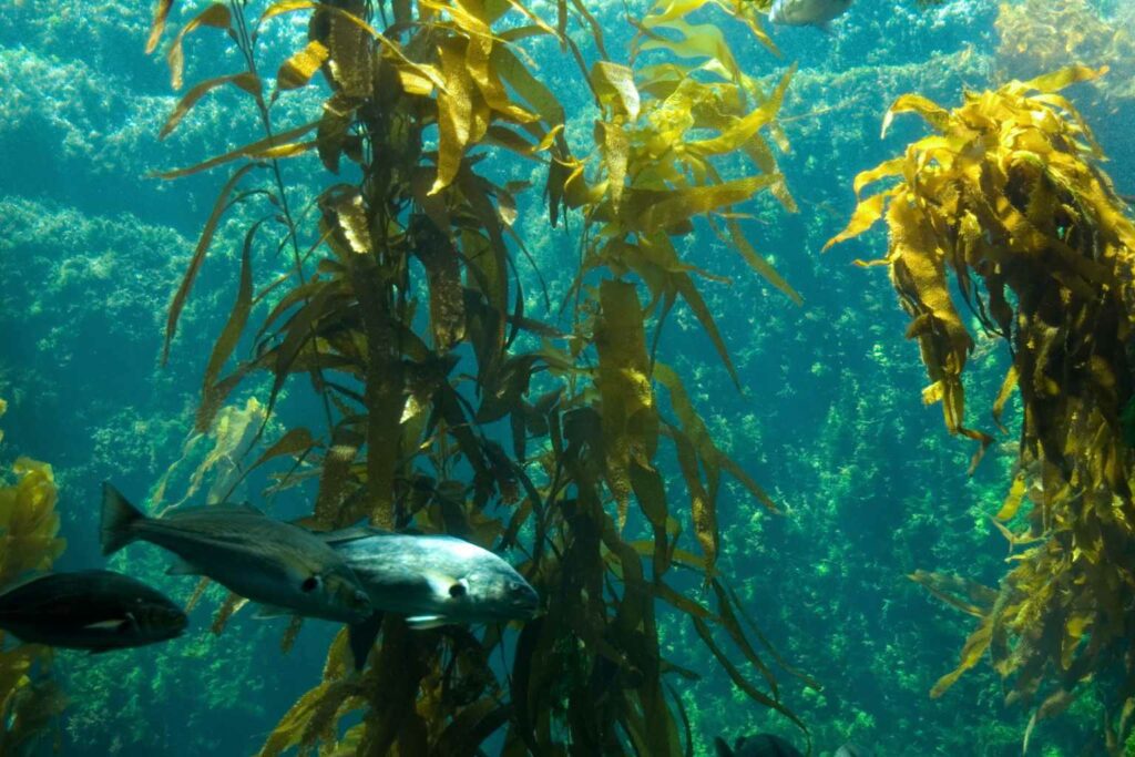 Outstanding Sustainability News - Kelp is showing promising signs of being a solution to clean up waterways