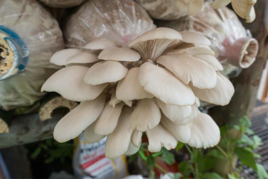 Outstanding Sustainability News - The humble oyster mushroom could solve the cigarette butt problem