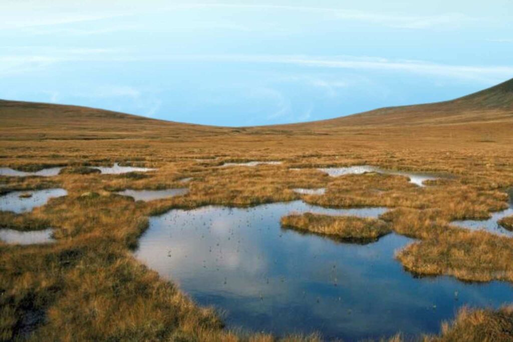 Sustainable Wins Peatland is a great carbon sink and needs restoring in the UK