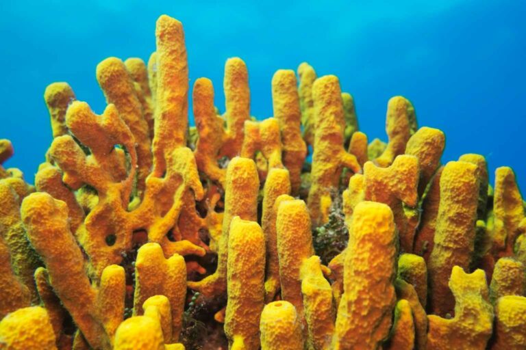 Sustainable Sponges have been harvested for 1000s of years