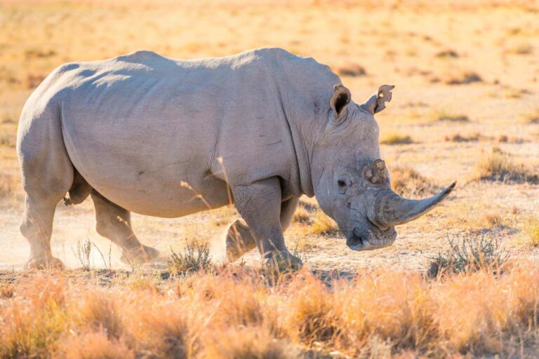 Going Sustainable White Rhinos have seen their numbers recover for the first time since 2012