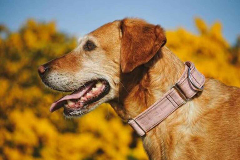 Sustainable dog collars Saffron Pawtique Blossom Pink sustainable dog collar