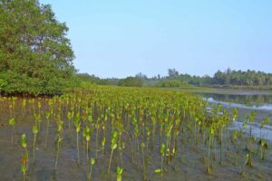 Veritree Replenishing mangroves prevents coastal sediment and improves fish stocks