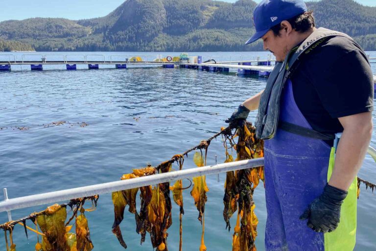 Kelp Restoration is being carried out in partnership with the indigenous people of the area creating social and environmental impacts