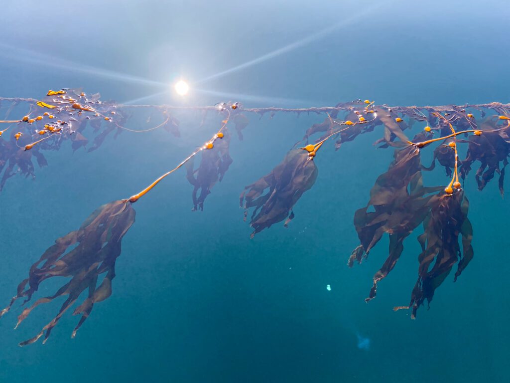 Tree Planting Report July 2024 Play It Green plant Kelp