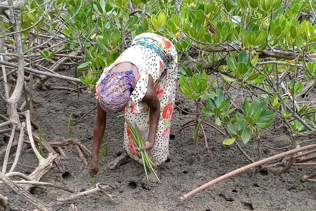 The Great Mancunian Ball - Our mangrove restoration project in Kenya empower indigenous peoples especially women