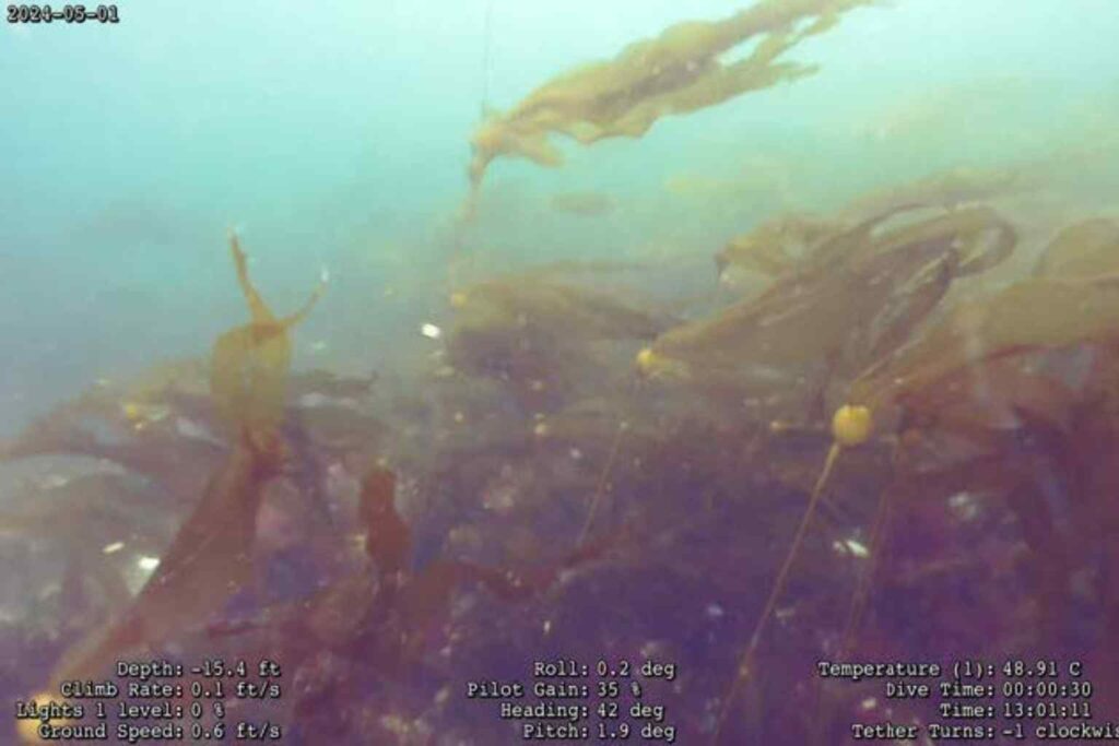 The Great Mancunian Ball - We use underwater drones to accurately monitor the sea kelp growth at our planting sites