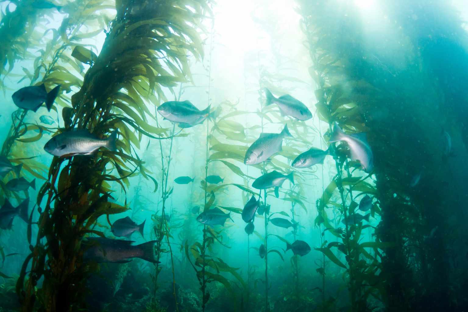 Veritree Our new partnership will help our members repair the planet on land and sea
