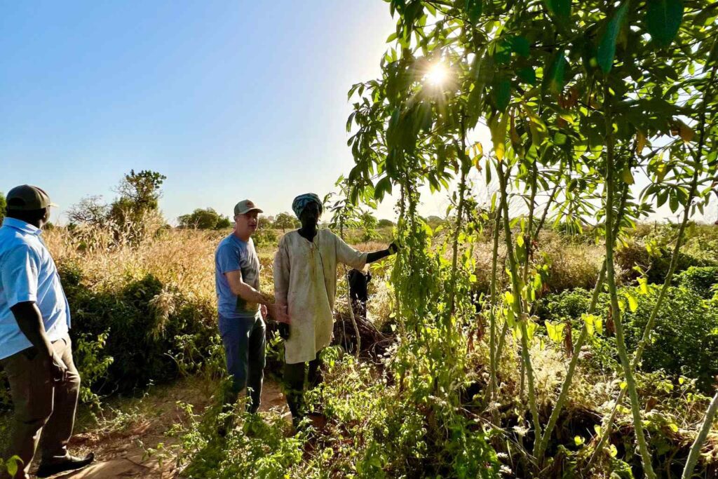 1 in 100 Agroforestry fruit trees on a new agroforestry farm in Senegal