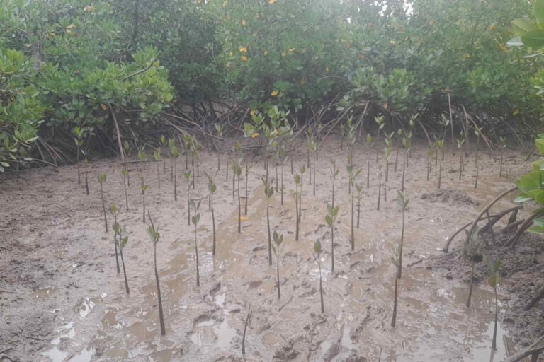 1 in 100 initiative Mangrove propagules planted in the coastal region of Kwale, Kenya