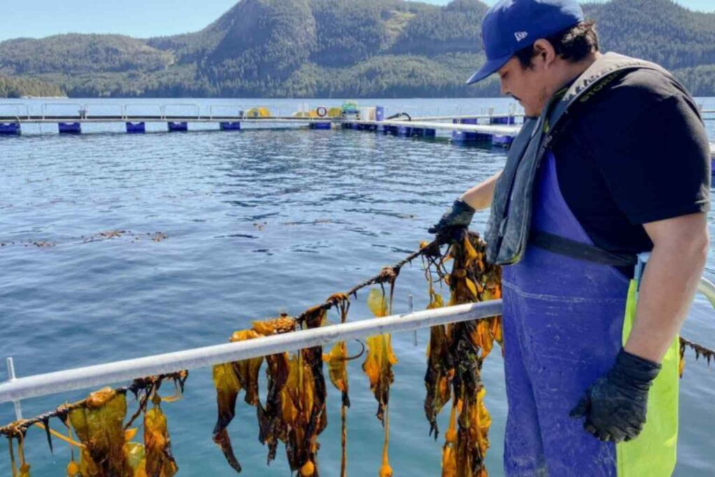 1 in 100 initiative Sea Kelp being grown at a repurposed salmon farm on the sunshine coast in Canada