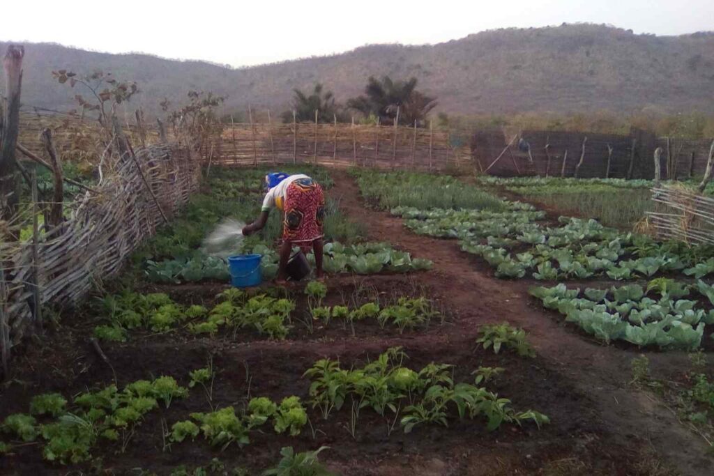 Nature Repair Report November 2024 Agroforestry farm in action in the Kedougou region of Senegal 1