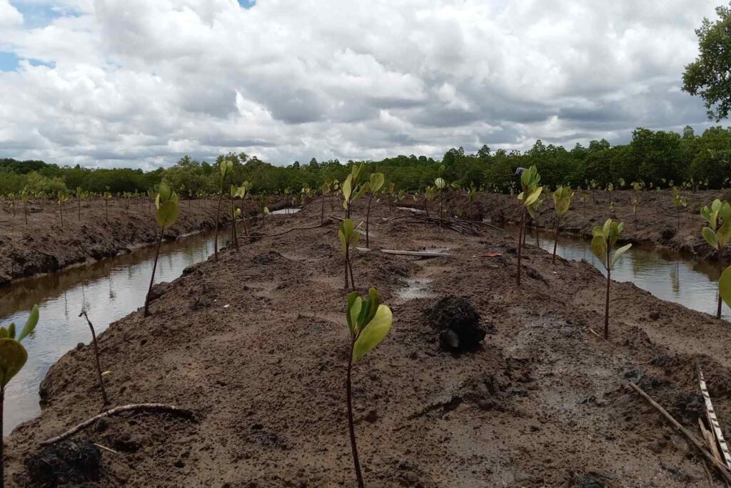 Nature Repair Report November 2024 Mangroves planted in special channels at our site in Kwale Kenya