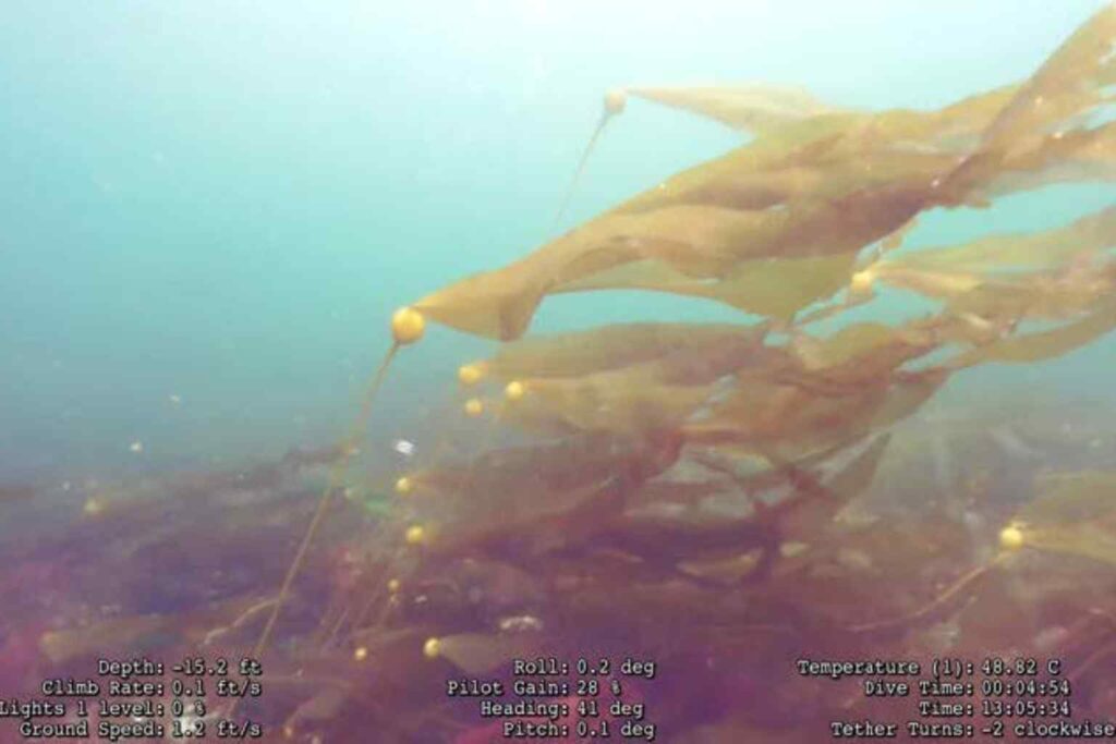 Nature Repair Report November 2024 Sea Kelp images taken by our survey drone assessing growth rates