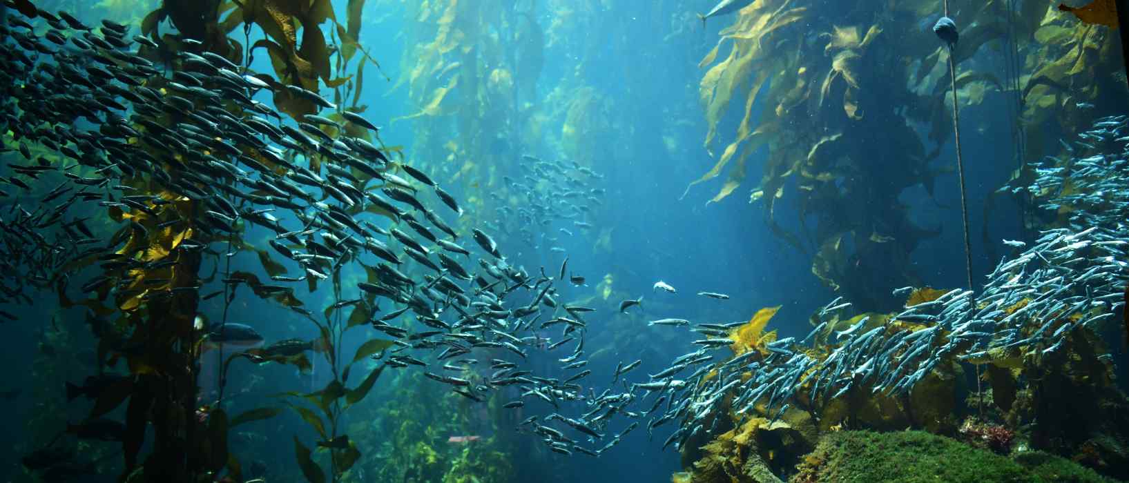 Sea Kelp Header