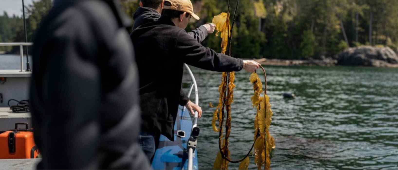 The Benefits of Sea Kelp Header