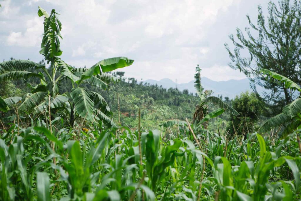 Nature Repair Report 2025 - Senegal Agroforestry 2