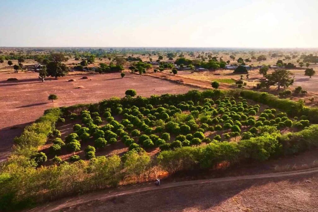 Nature Repair Report 2025 - Senegal Agroforestry 1