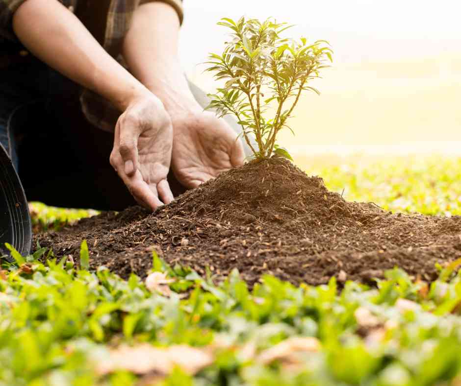 Afforestation
