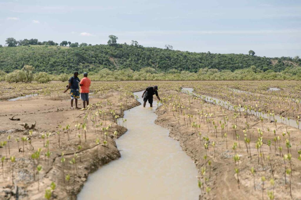 Nature Repair Report 2025 - Coastal Mangrove Restoration Kenya 1