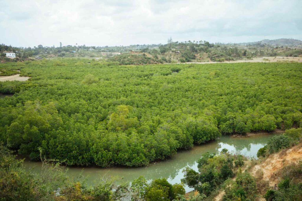 Nature Repair Report 2025 - Coastal Mangrove Restoration Kenya 3