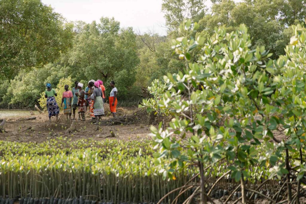 Nature Repair Report 2025 - Coastal Mangrove Restoration Kenya 4