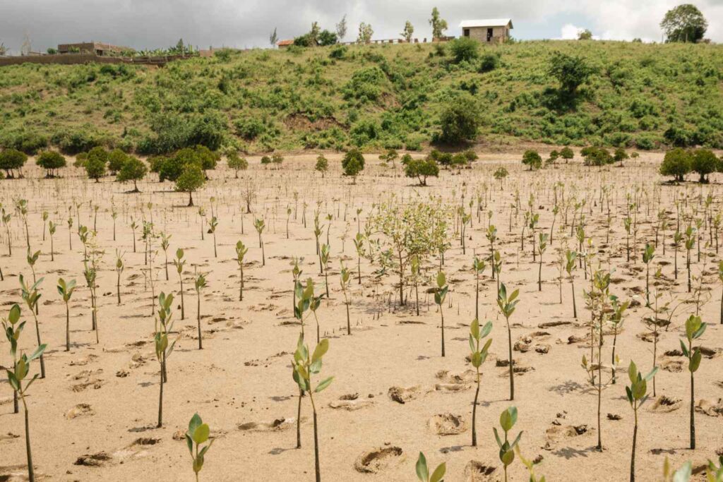 Nature Repair Report 2025 - Coastal Mangrove Restoration Kenya 6