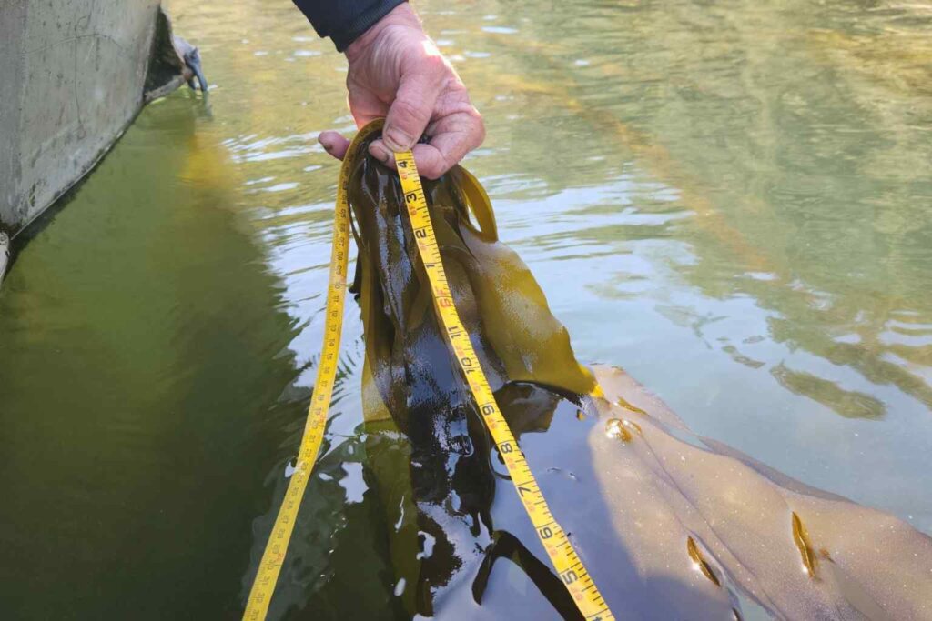 Nature Repair Report 2025 - Sea Kelp Restoration in Canada 5
