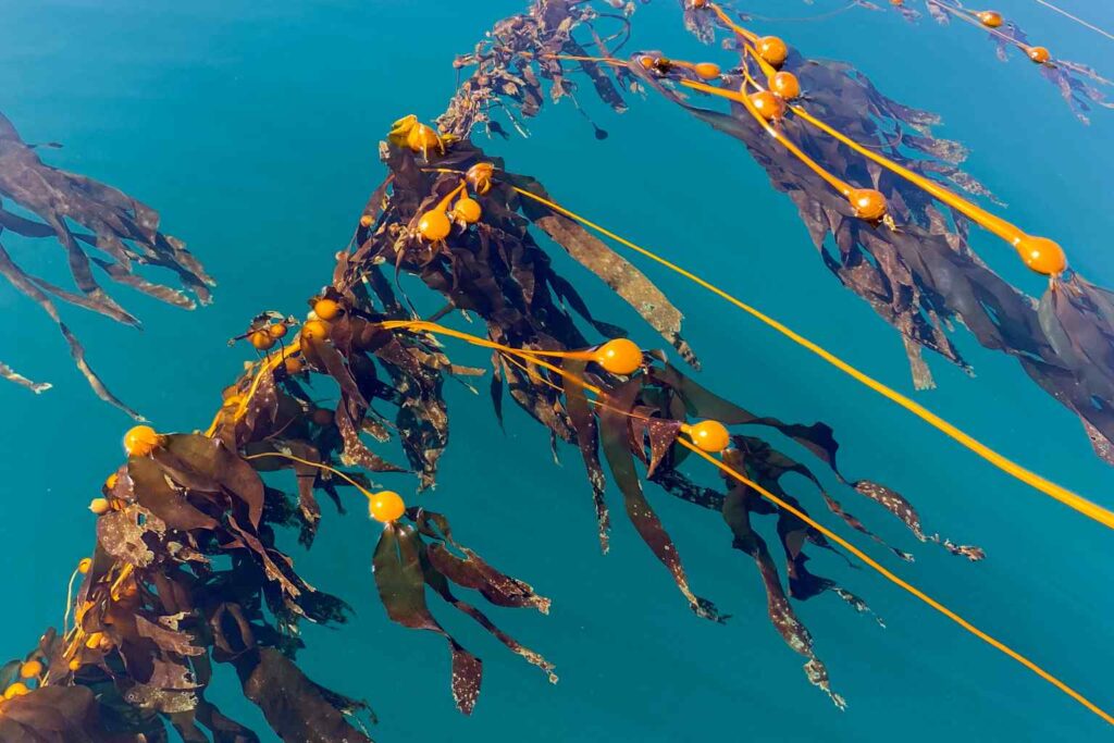 Nature Repair Report 2025 - Sea Kelp Restoration in Canada 6