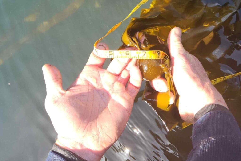 Nature Repair Report 2025 - Sea Kelp Restoration in Canada 3