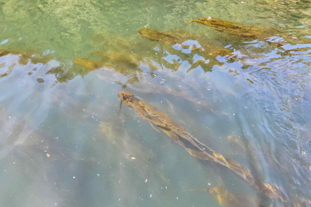 Nature Repair Report 2025 - Sea Kelp Restoration in Canada 4