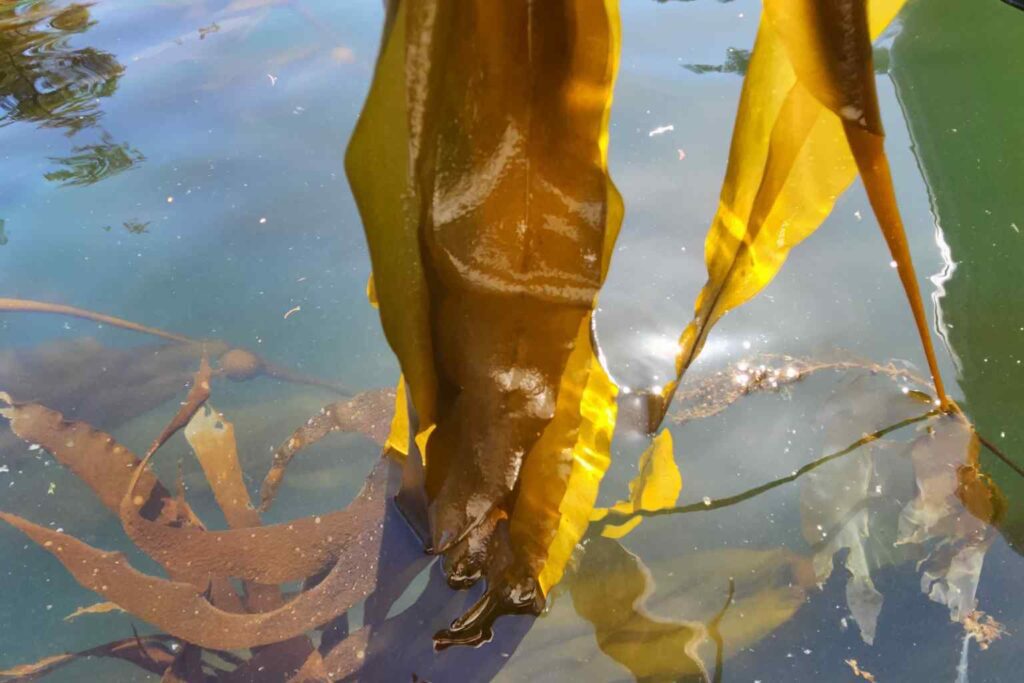 Nature Repair Report 2025 - Sea Kelp Restoration in Canada 3