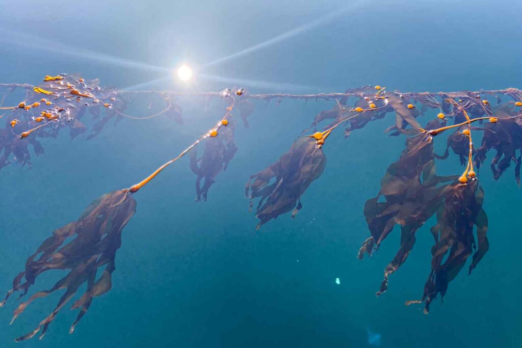 Nature Repair Report 2025 - Sea Kelp Restoration in Canada 4