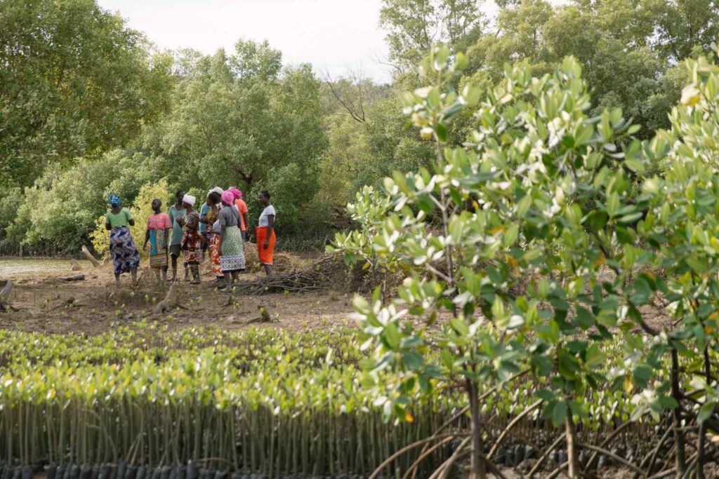 The Eco Coffee Company links sales directly to nature based solutions that repair damaged ecosystems and uplift communities out of poverty
