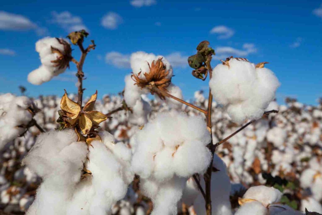 Sustainability News for April 13th - Fashion giant H&M has set science-based targets around its cotton and wool production and use