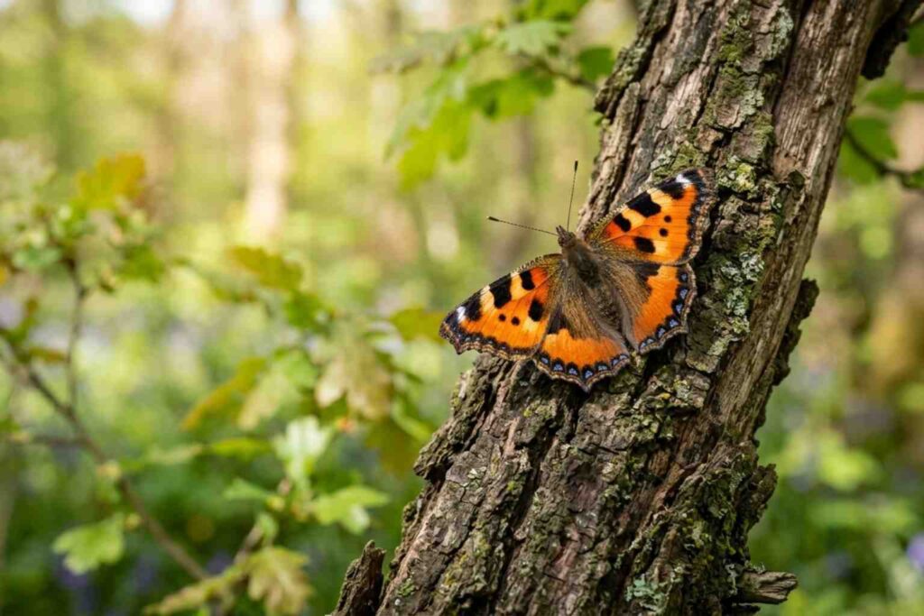 Sustainability News for April 6th - The Large Toroiseshell Butterfly, long thought to be extinct in the UK is now being found again across southern England
