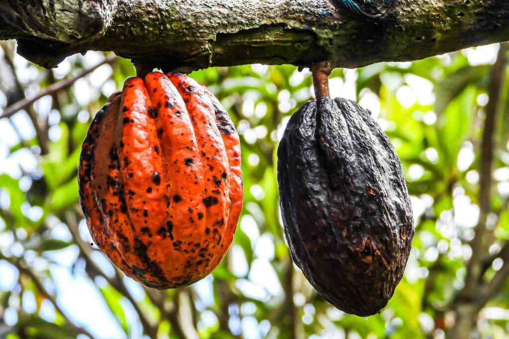 Sustainability News for May 11th MARS and ofi are set to collaborate to make cocao farming better for the planet and for farmers