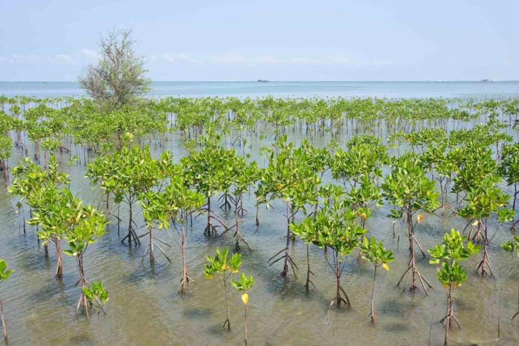 Aventus Global is supporting nature repair and job creation on land, coast and sea planting trees, mangroves (pictured) and sea kelp