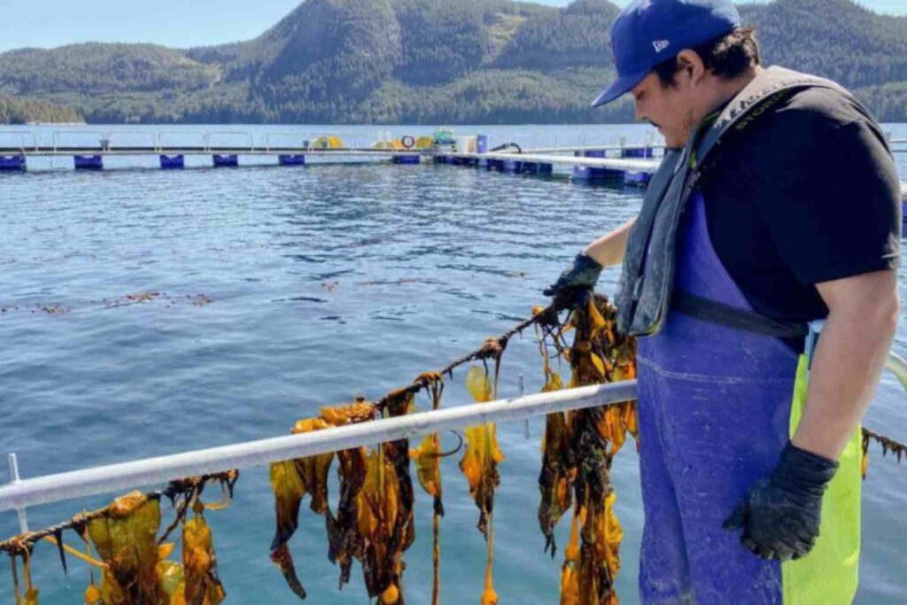 Nature Repair Report May 2026 - Our sea kelp restoration is carried out by the Sechelt First Nation and is grown at a disused salmon farm